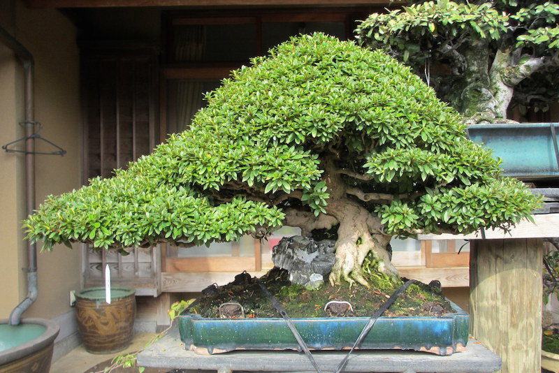 Árvore de Bonsai de azaleia