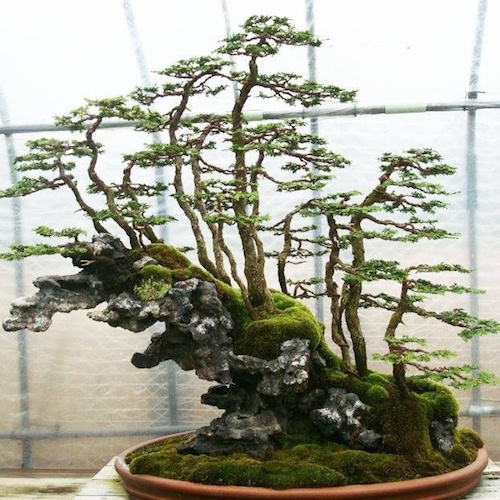 Árvore de Bonsai de rocha