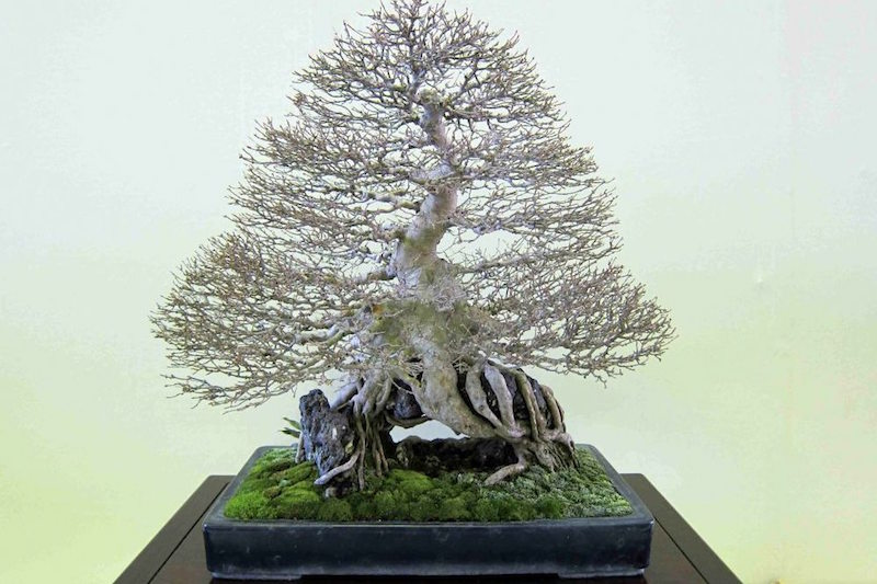 Bonsai fixado a uma rocha