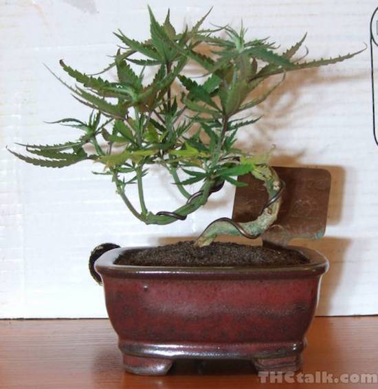 Árvore de bonsai de maconha