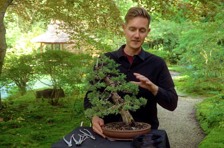 Criar um bonsai de junípero