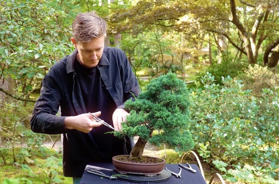 Criar um bonsai de junípero