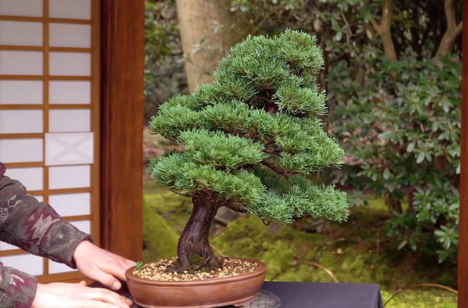 Criar um bonsai de junípero