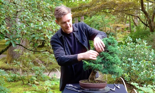 Criar um bonsai de junípero