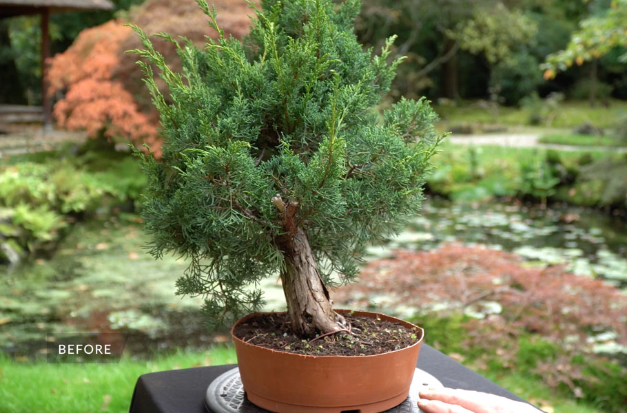 Criar um bonsai de junípero