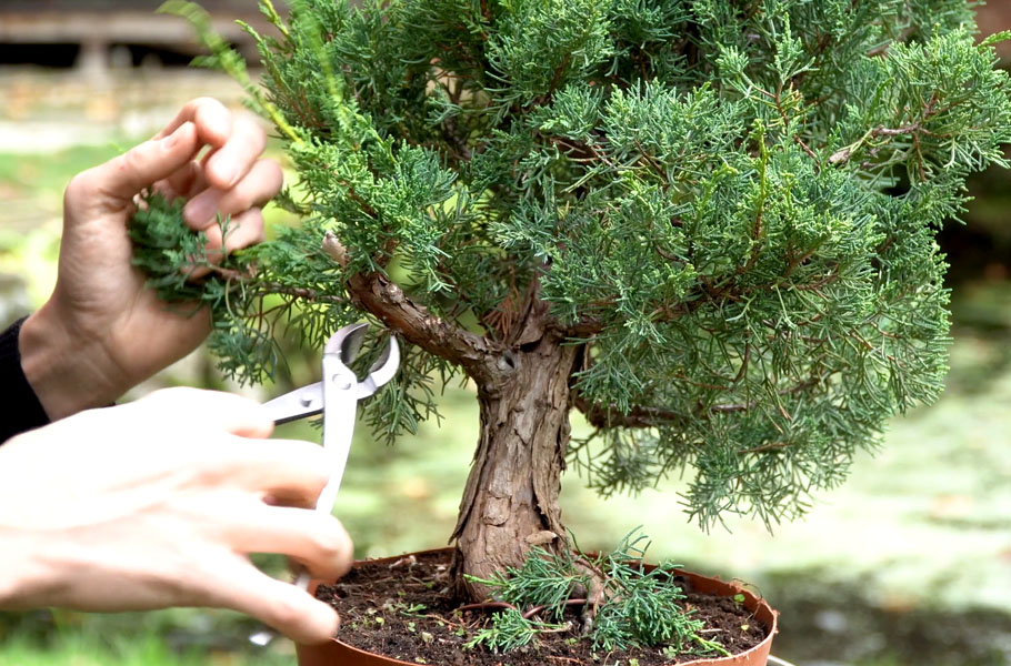 Criar um bonsai de junípero