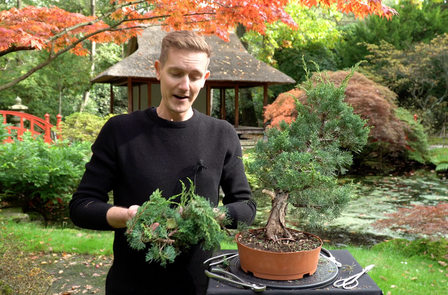 Criar um bonsai de junípero