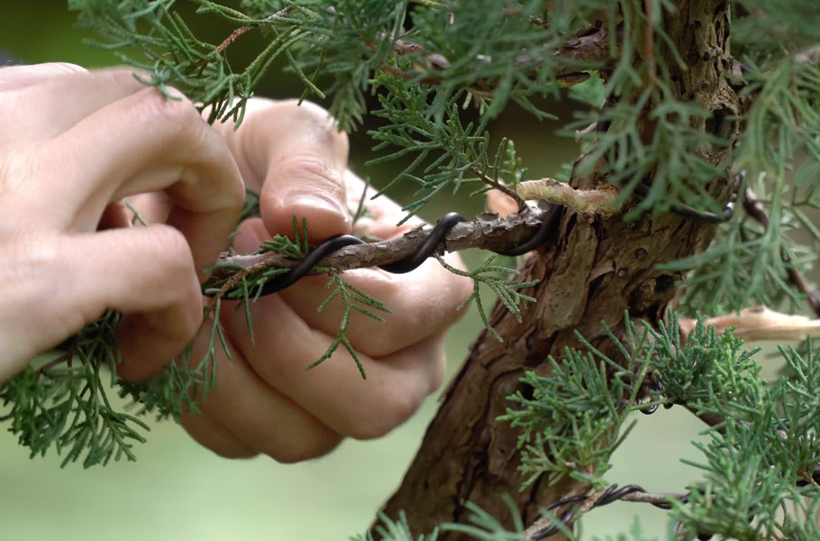 Criar um bonsai de junípero