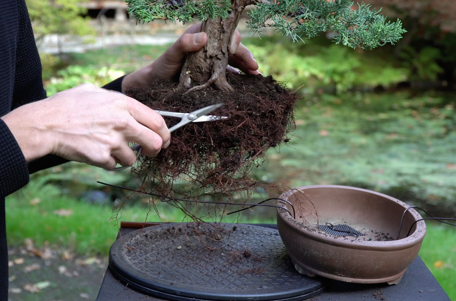 Criar um bonsai de junípero