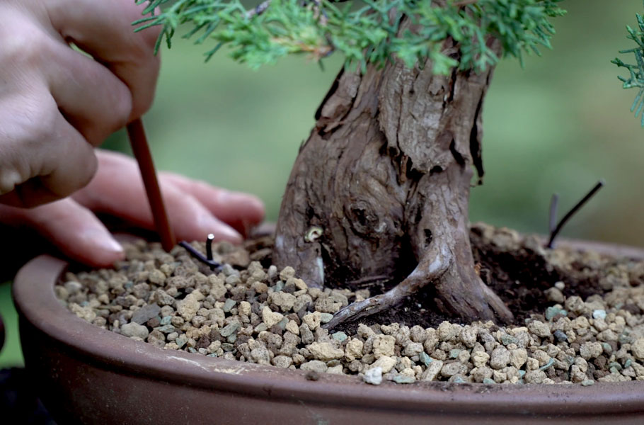 Criar um bonsai de junípero
