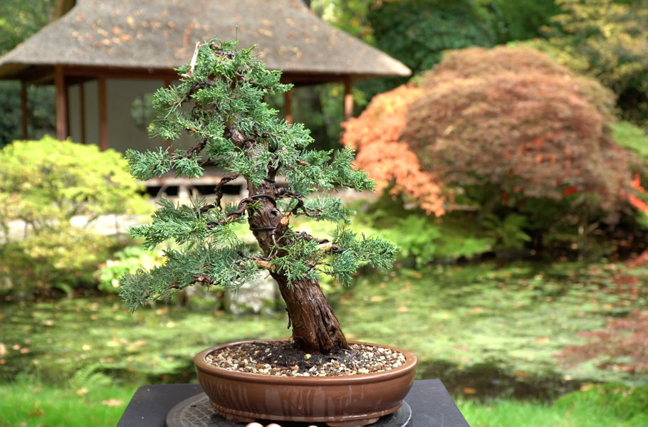 Criar um bonsai de junípero