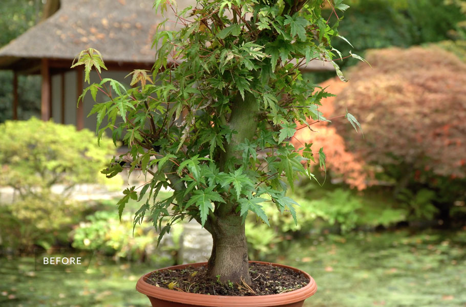 Fazendo Bonsai de Bordo Japonês