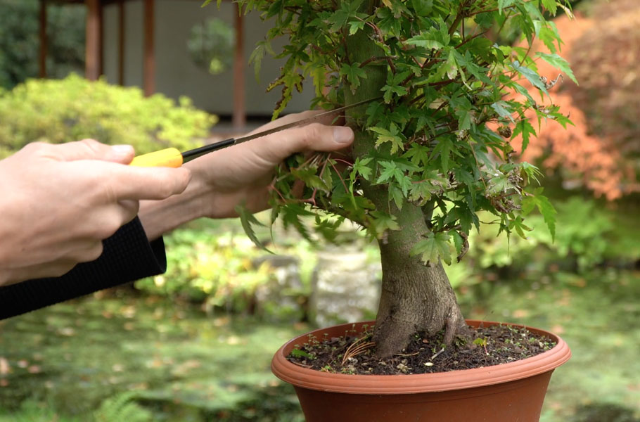 Fazendo Bonsai de Bordo Japonês