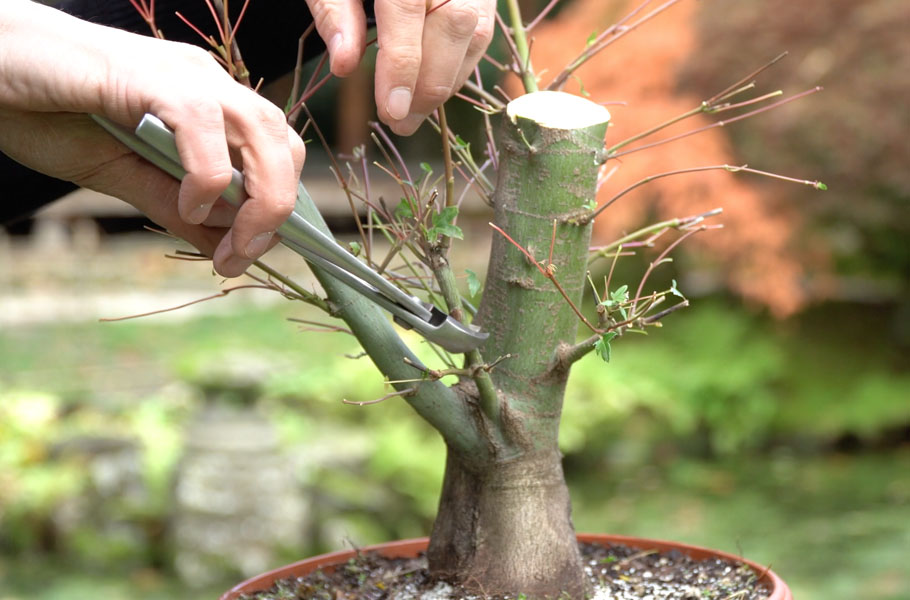 Fazendo Bonsai de Bordo Japonês