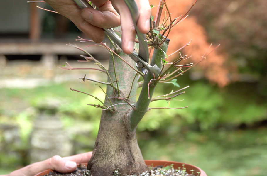 Fazendo Bonsai de Bordo Japonês