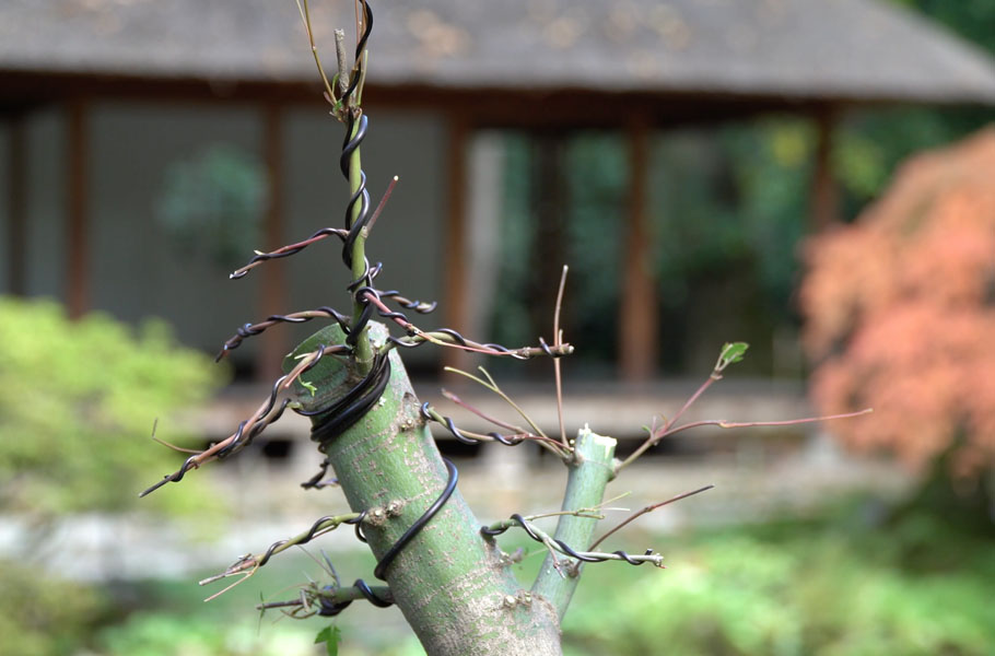 Fazendo Bonsai de Bordo Japonês