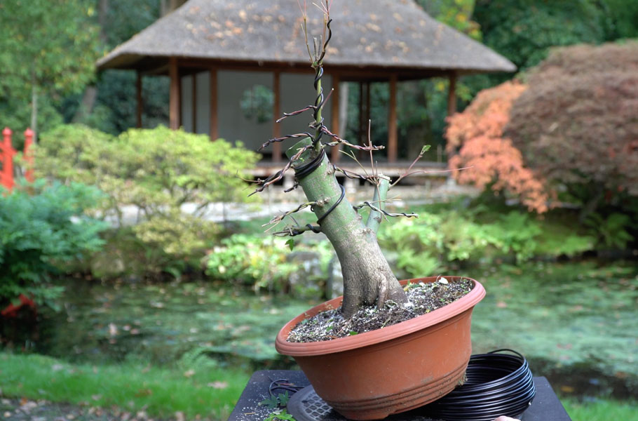 Fazendo Bonsai de Bordo Japonês