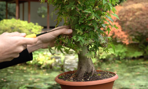 Fazendo Bonsai de Bordo Japonês