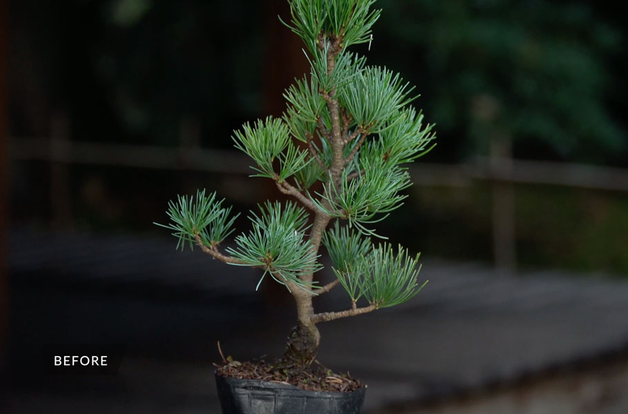 Criando um Bonsai de Pinheiro