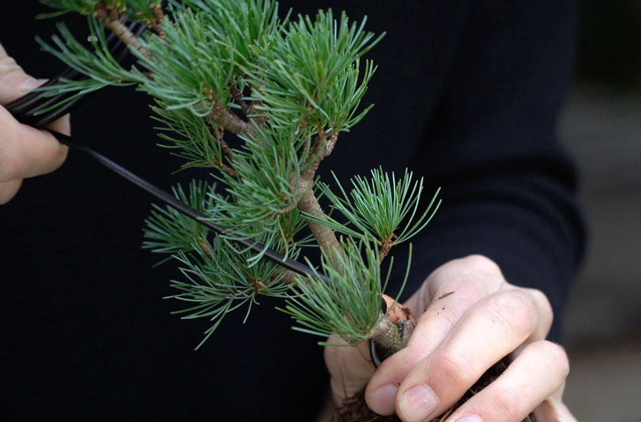 Criando um Bonsai de Pinheiro