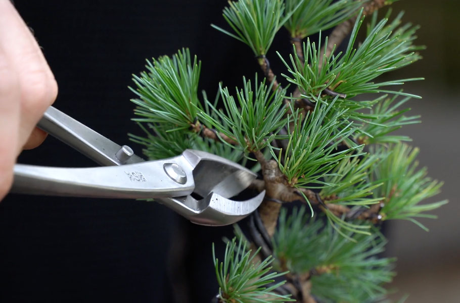 Criando um Bonsai de Pinheiro