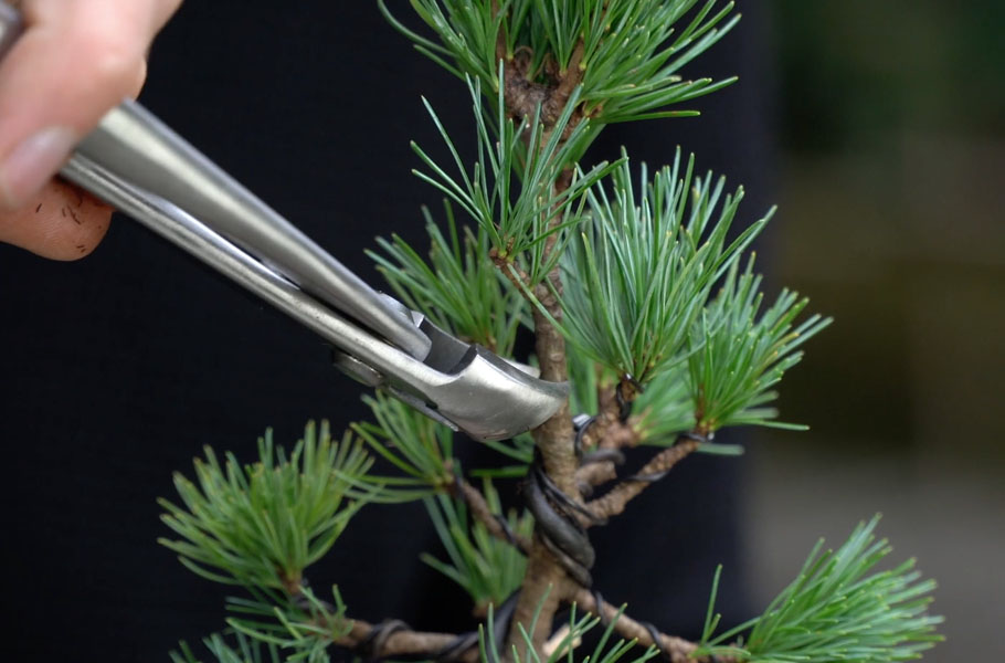 Criando um Bonsai de Pinheiro