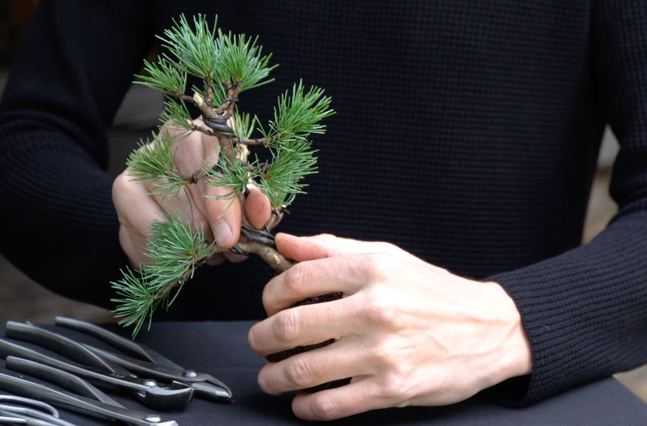 Criando um Bonsai de Pinheiro