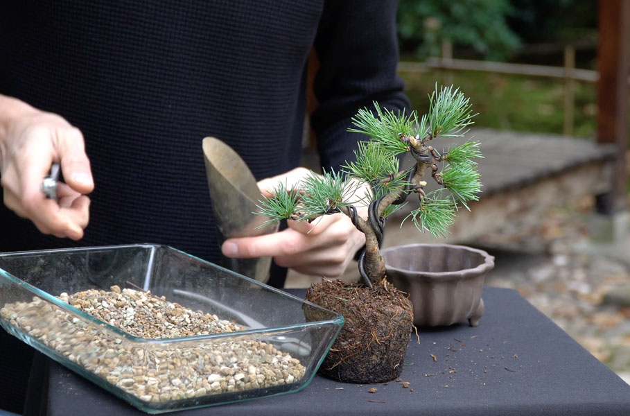 Criando um Bonsai de Pinheiro