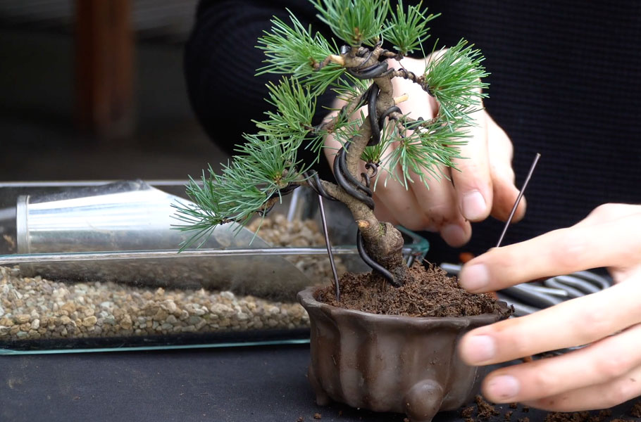 Criando um Bonsai de Pinheiro