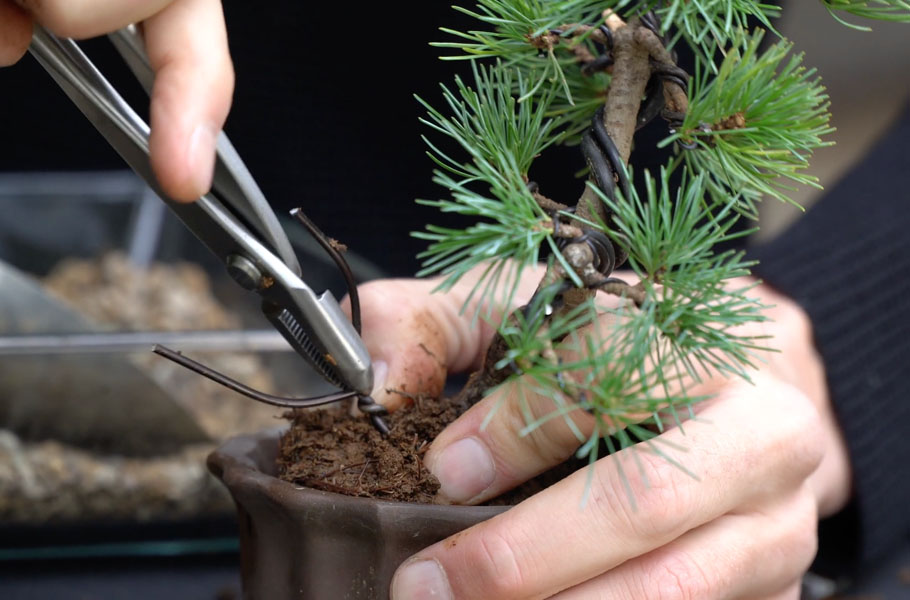 Criando um Bonsai de Pinheiro