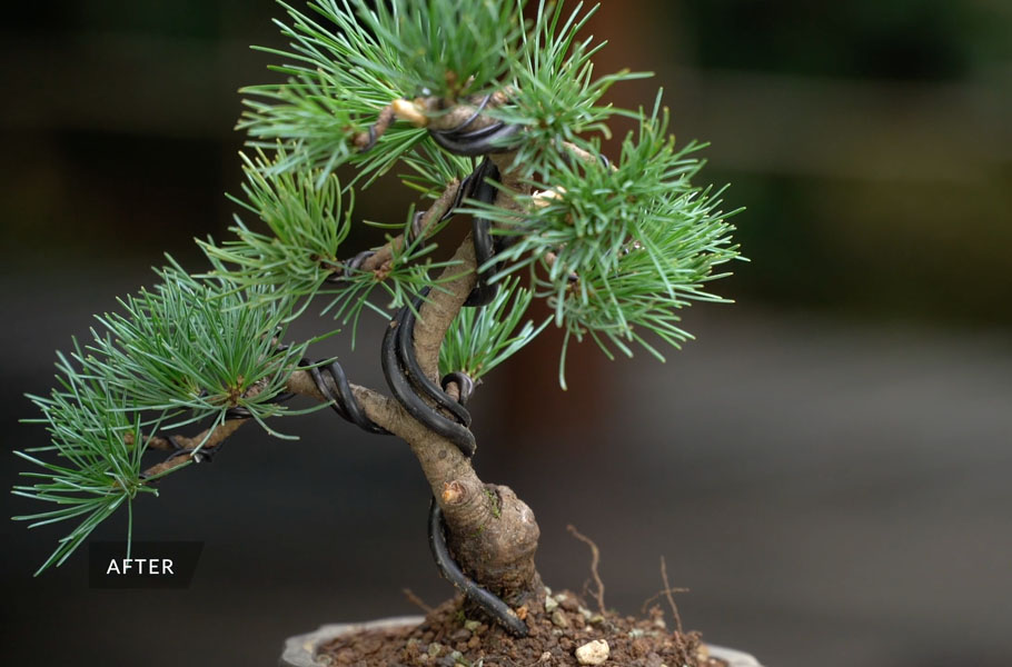 Criando um Bonsai de Pinheiro