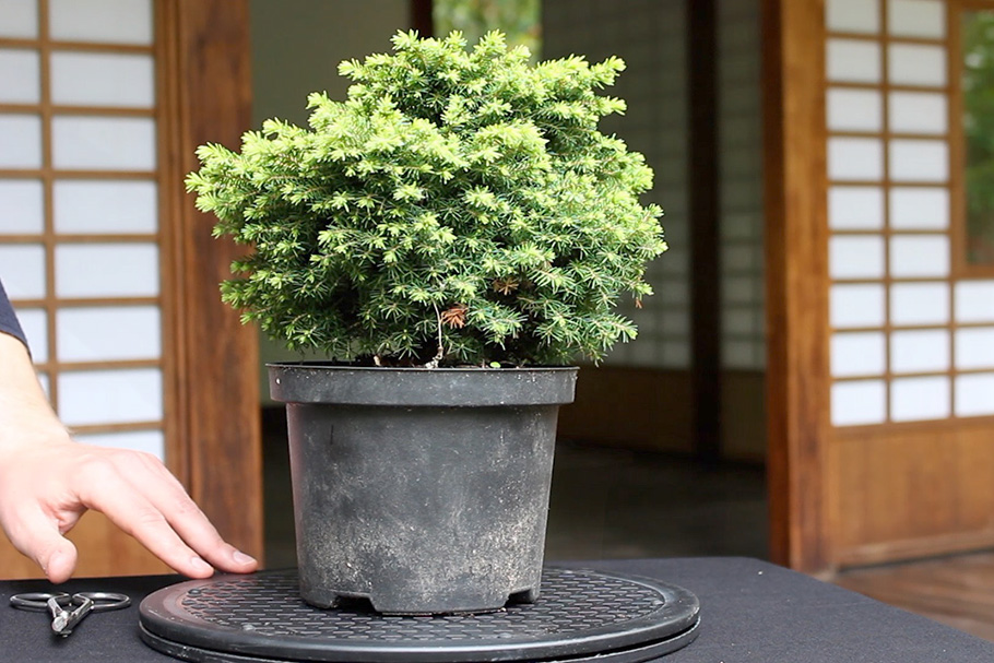 Neste filme, vou mostrar como criar um bonsai a partir desta planta.