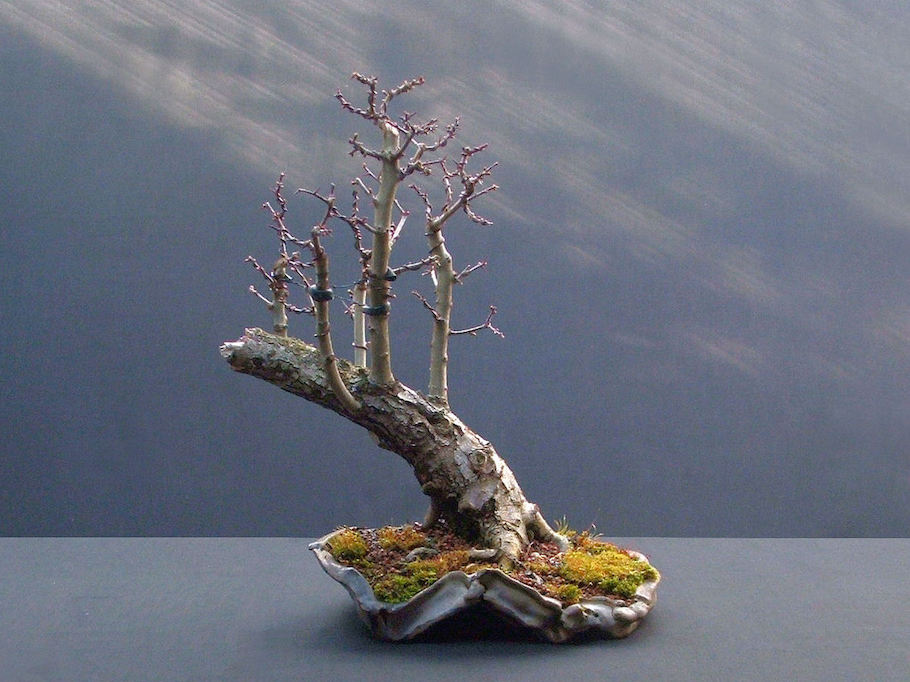 Hawthorn raft bonsai