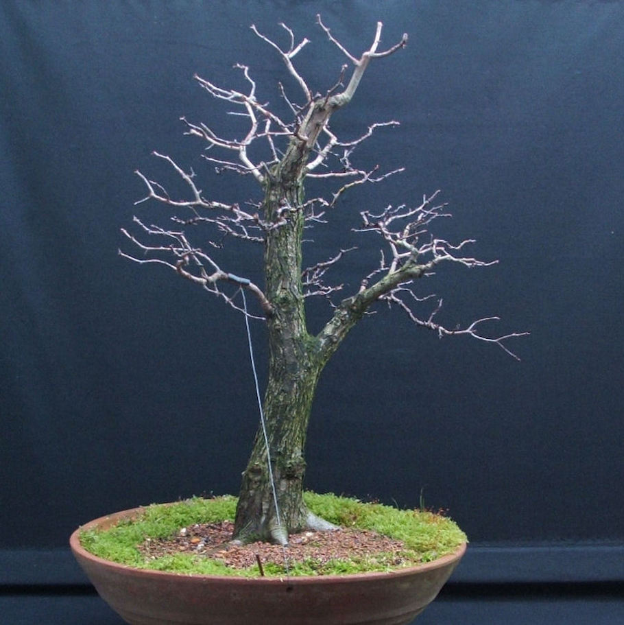 Hawthorn Bonsai by Harry Harrington