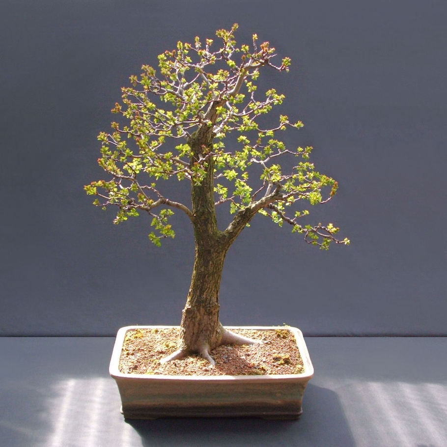 Hawthorn Bonsai by Harry Harrington