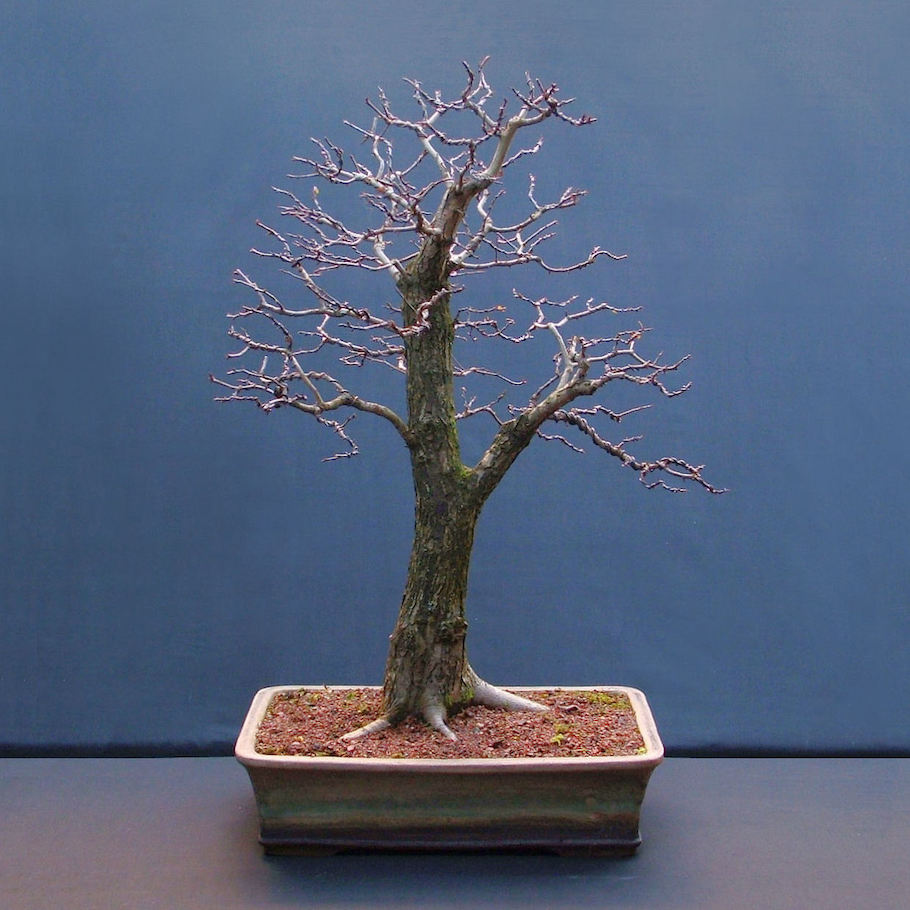 Hawthorn Bonsai by Harry Harrington