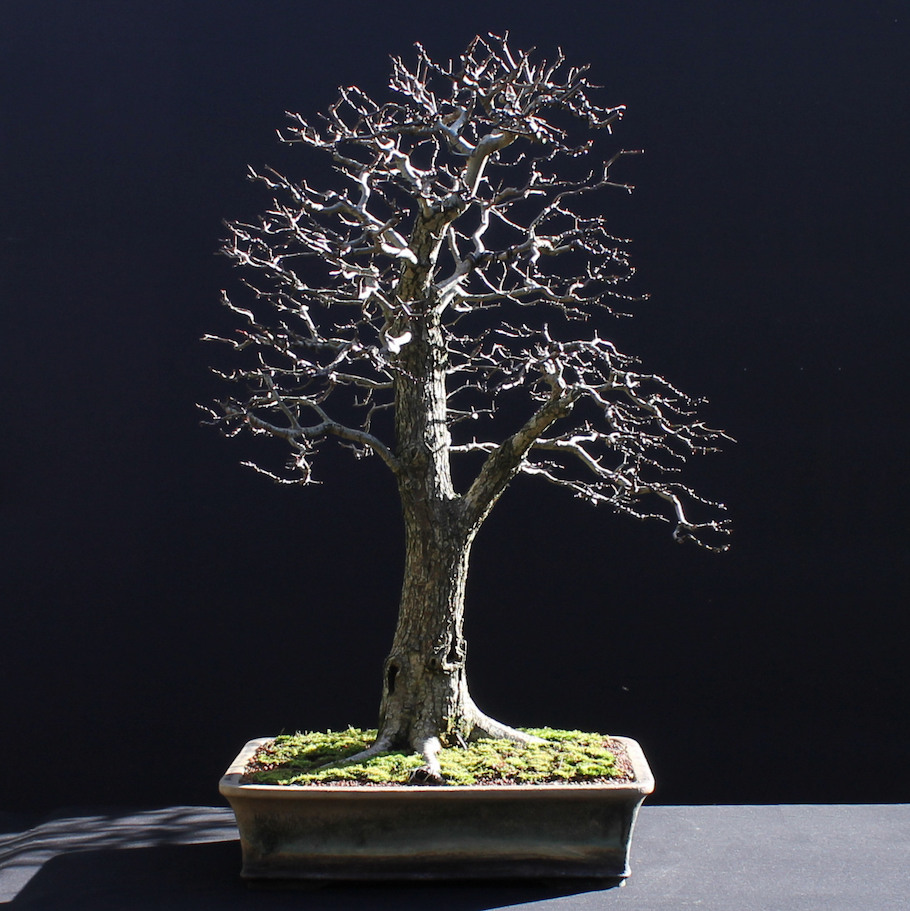 Hawthorn Bonsai by Harry Harrington