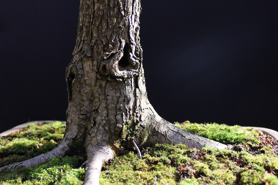 Hawthorn twin bonsai