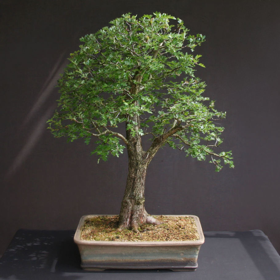 Hawthorn Bonsai by Harry Harrington