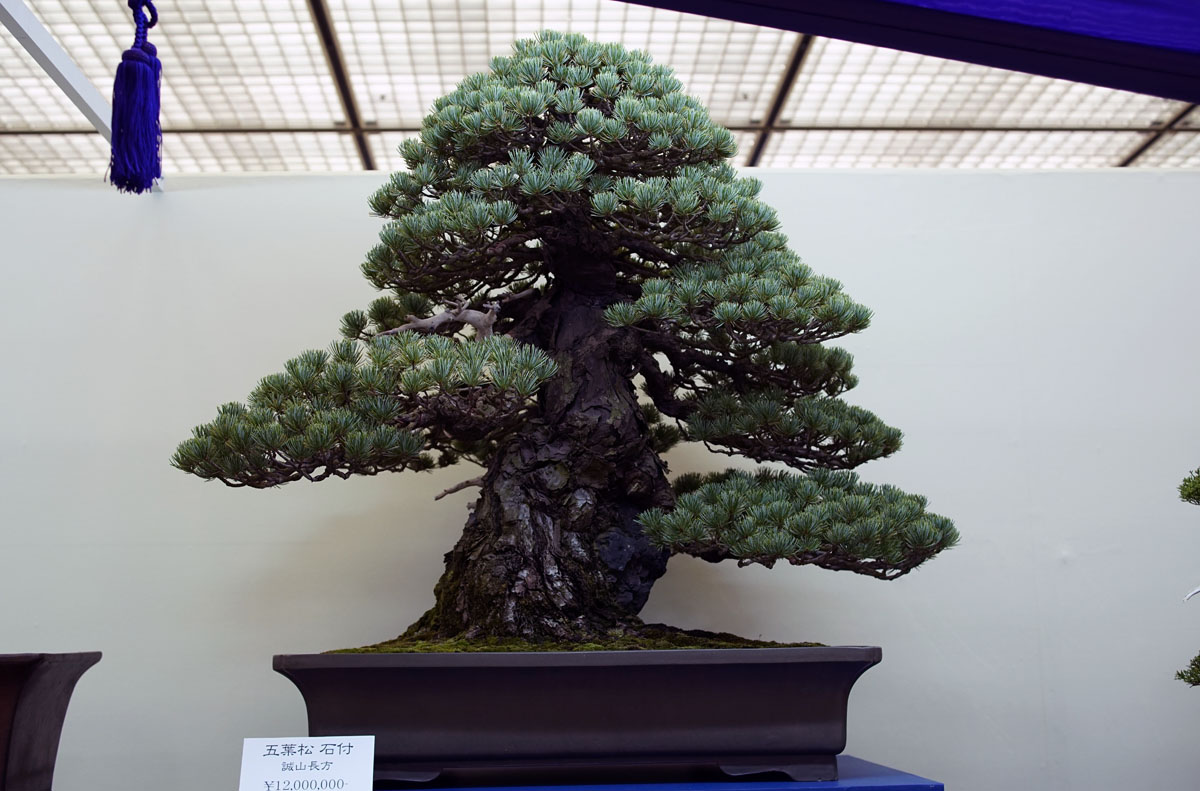 Árvore de Bonsai cara