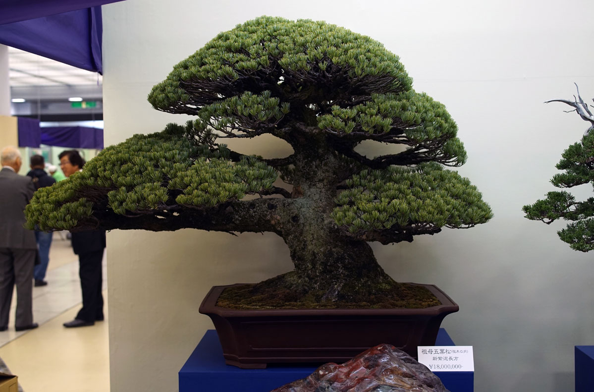Este Bonsai de pinheiro branco japonês custa 160.000 dólares!