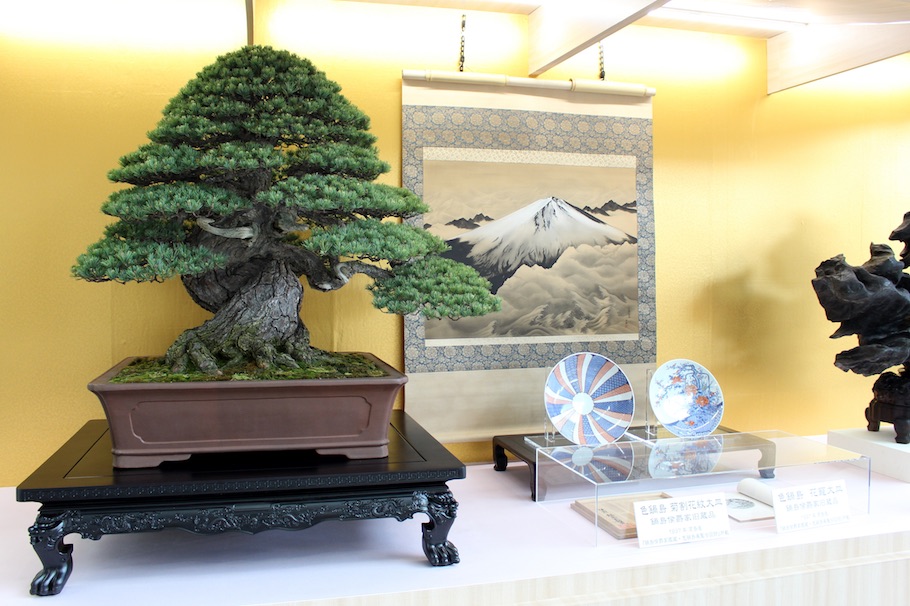 Bonsai de Pinheiros