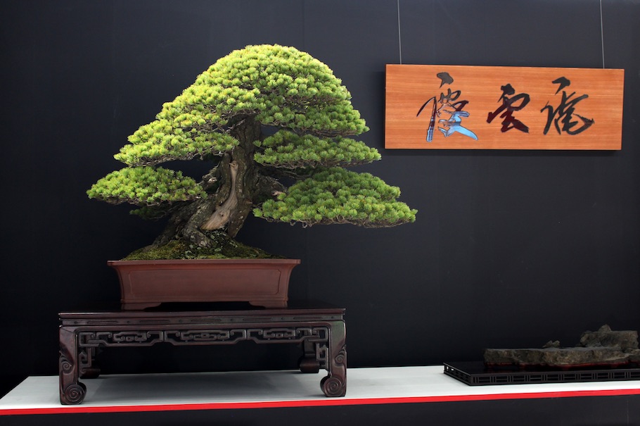 World Bonsai Convention Saitama, 2017