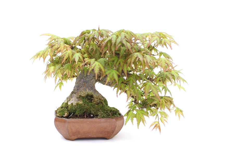 the end brand name To accelerate Escolhendo um vaso de bonsai para se adequar à sua árvore - Bonsai Empire