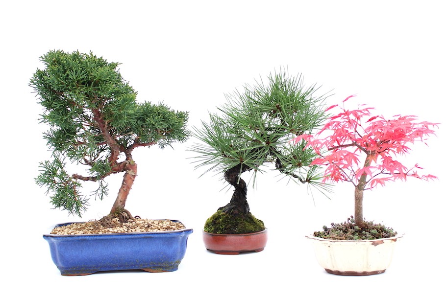 Árvores de Bonsai de exterior