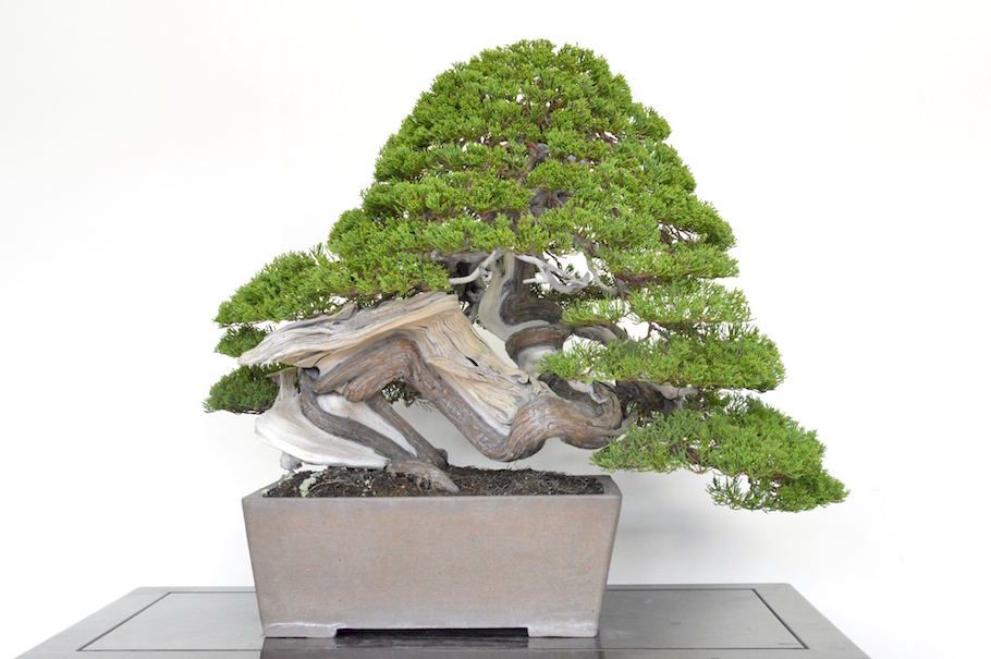 Jin and shari on Bonsai