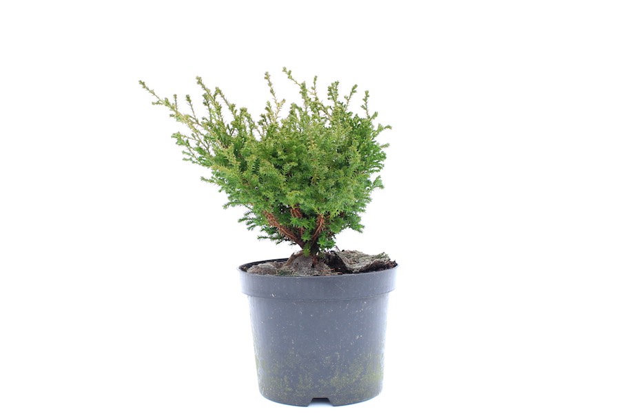 Muda de junípero de viveiro de Bonsai