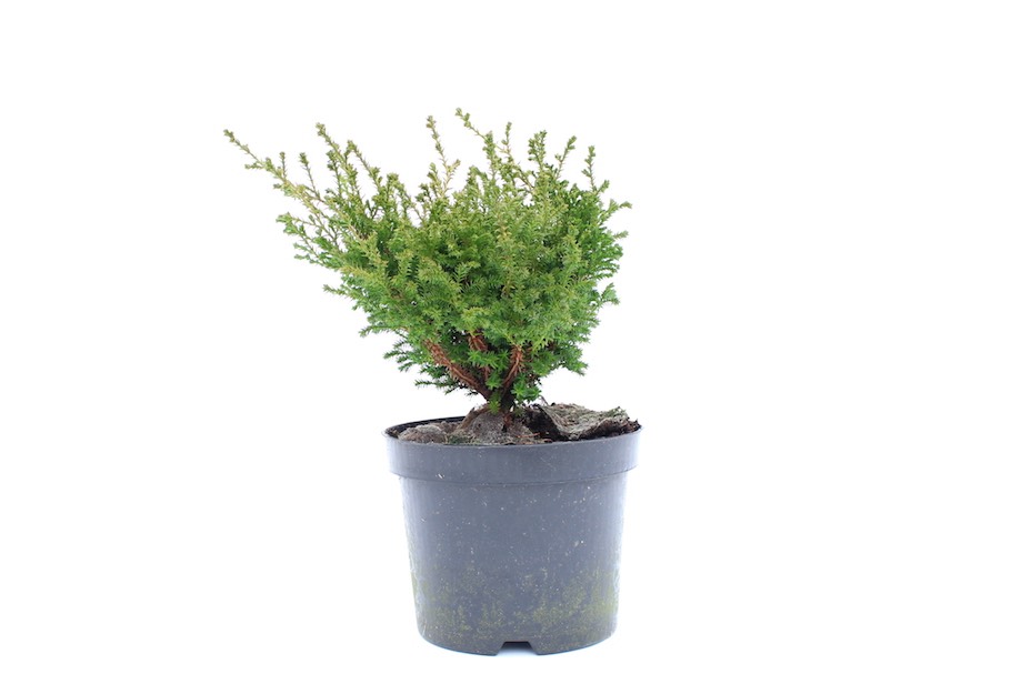 Muda de junípero de viveiro de Bonsai