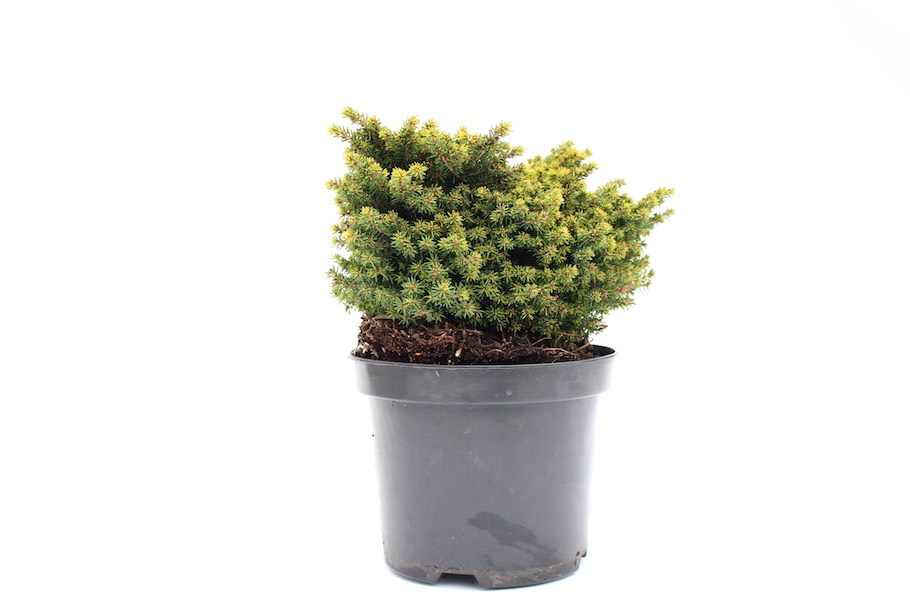 Muda de picea de viveiro de Bonsai