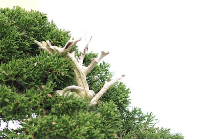 Jin example on a Bonsai